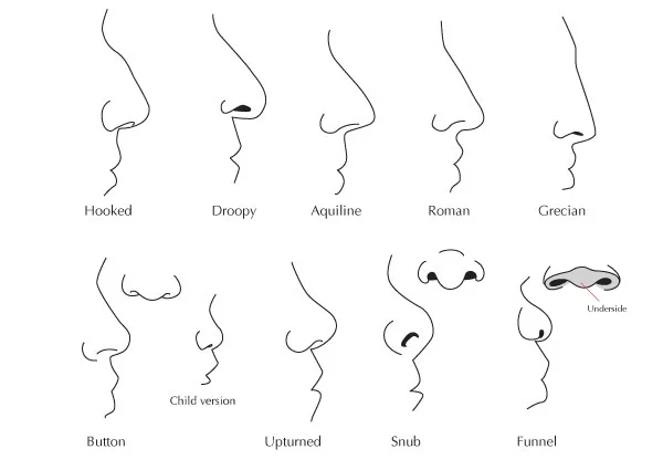 The Face as a Map: Reading Character Through Physiognomy - Maxalo